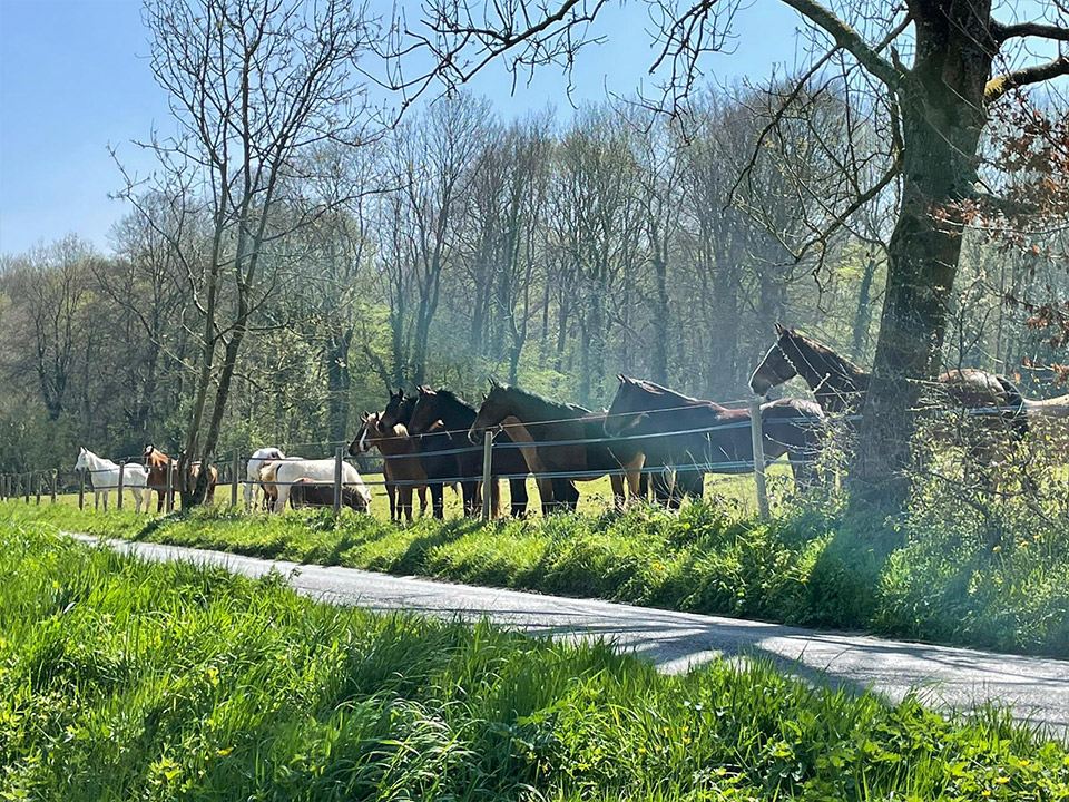 Entrainement pour chevaux