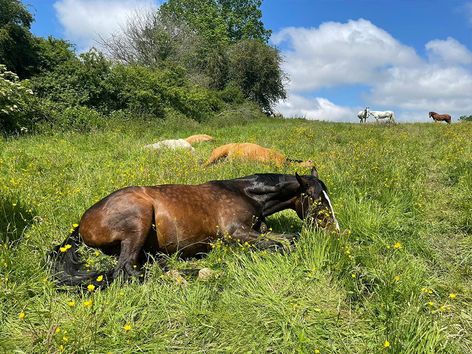 Entrainement pour chevaux