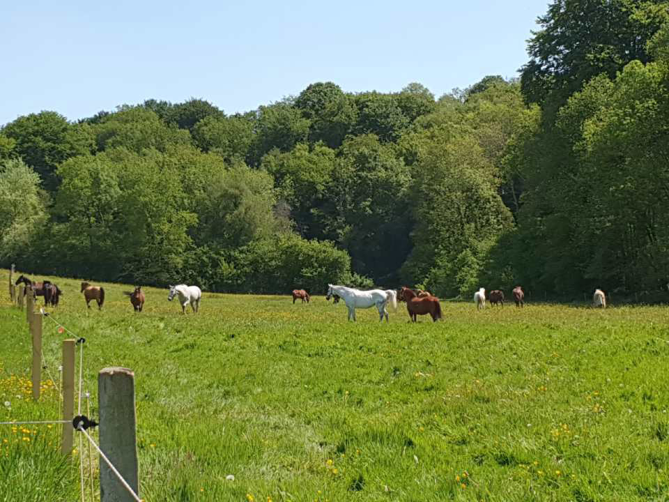 Entrainement pour chevaux