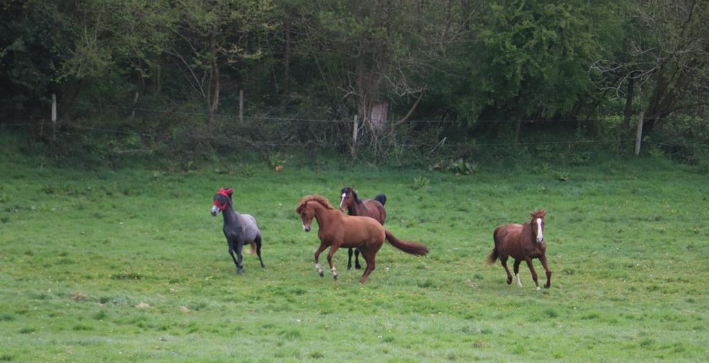 Exercices du cheval