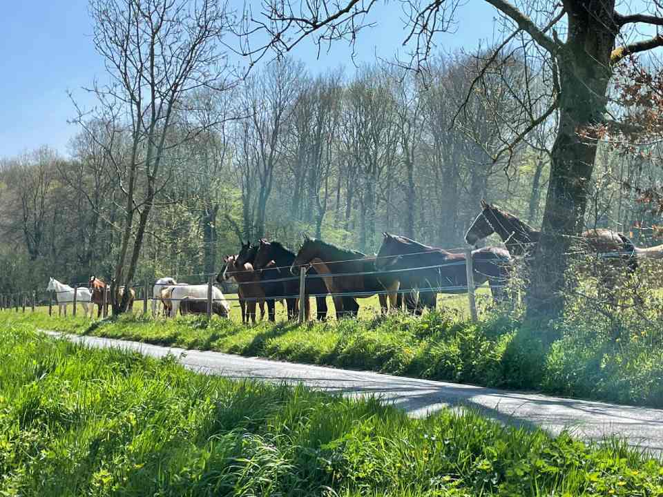 Apprentissage du cheval